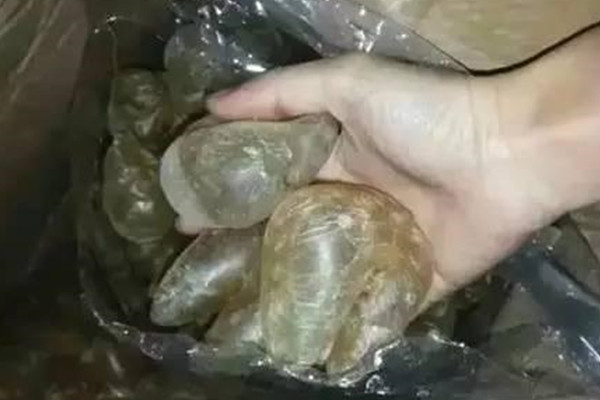 刺龜魚泡